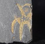 Ophiura sp. LAMARCK 1801 - Bild © FossNet FossilienStore
